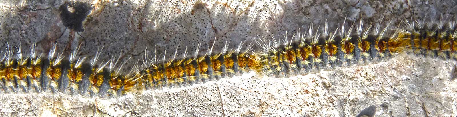 Pine Processionary Caterpillars