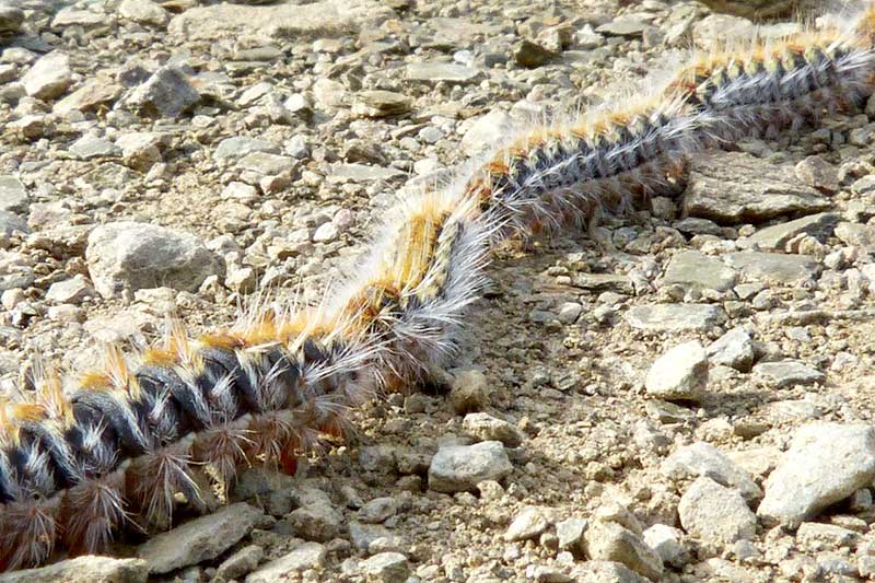 Processionary Caterpillar