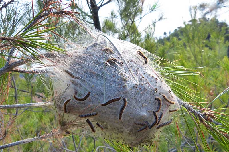Processionary Caterpillar Nest