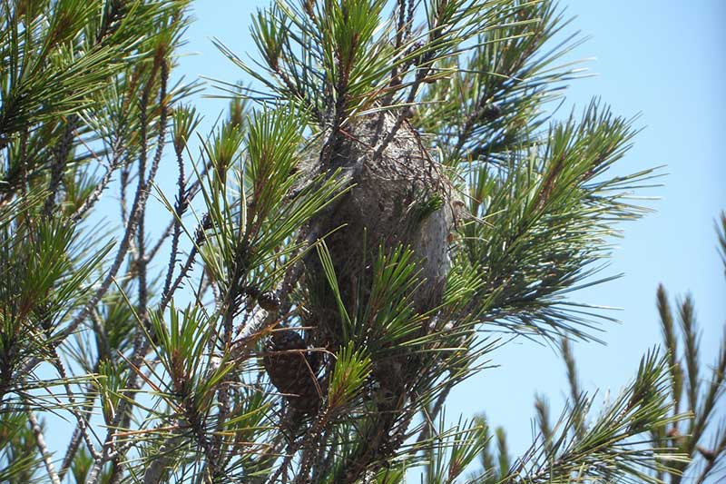 Processionary Caterpillar Nest