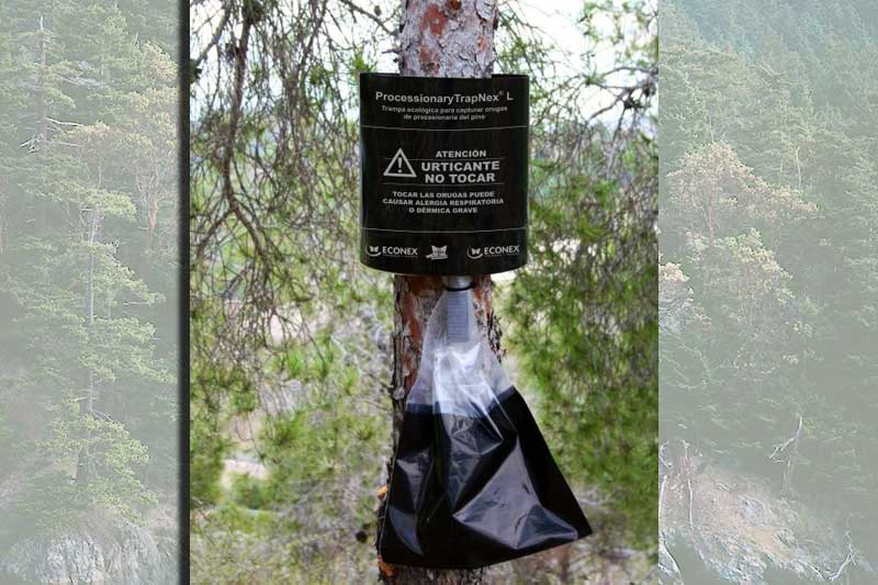 Processionary Caterpillar Trap